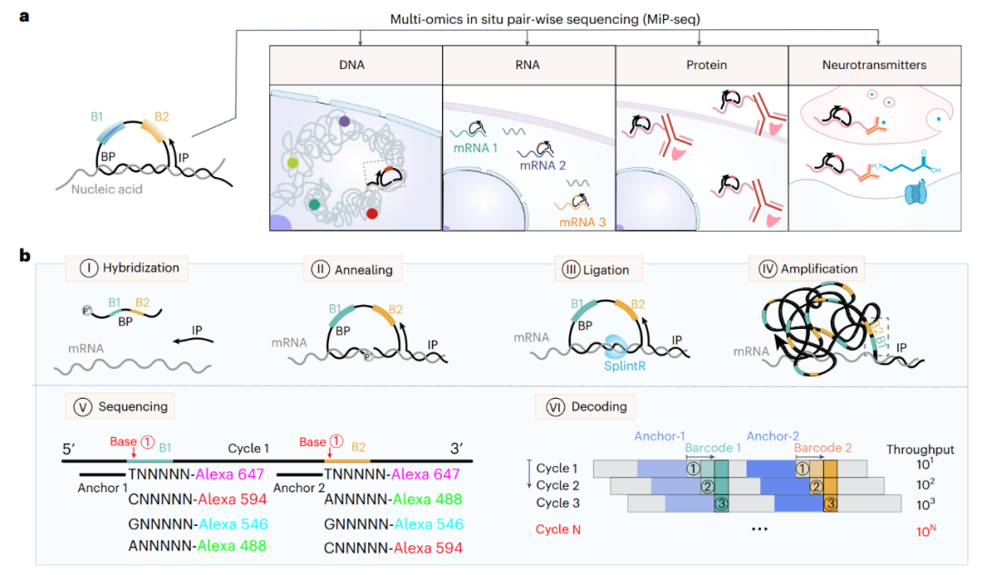 Nature Biomedical Engineering|意昂体育5团队合作开发新型空间组学技术MiP-seq