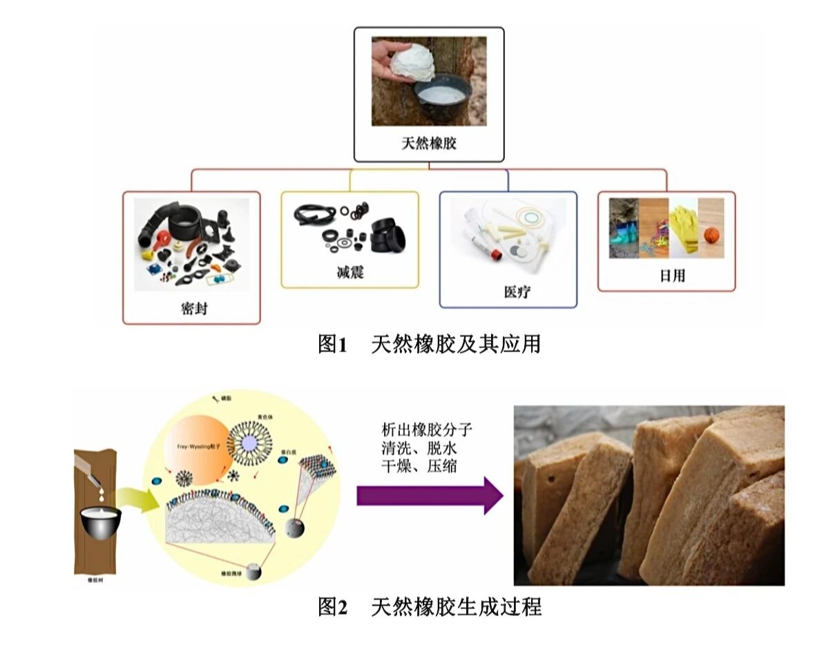 破解橡胶的弹性密码!意昂体育5大二体育会员在《意昂体育5化学》发表科普实验社区