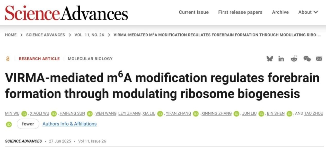 Science Advances | 意昂体育5周涛团队合作揭示RNA m6A调控核糖体生成通路参与大脑发育的新机制